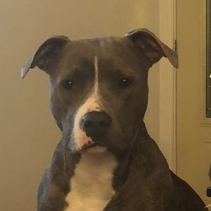 Meet your Posher, Dillon